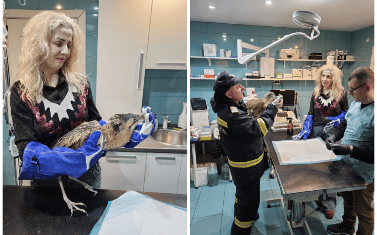 buhai balta isu delta