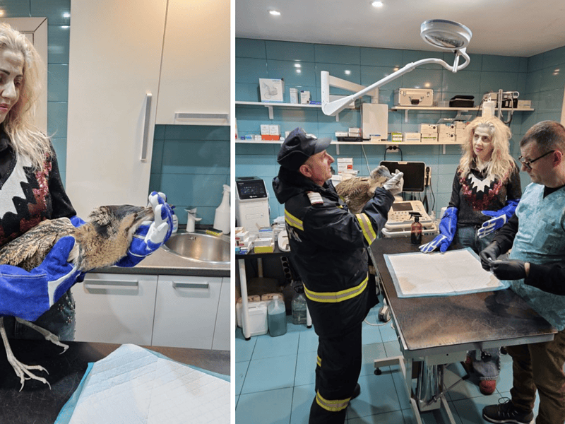 Pasăre rară salvată de pompieri, după un apel la 112: buhai de baltă găsit pe o stradă circulată din Tulcea