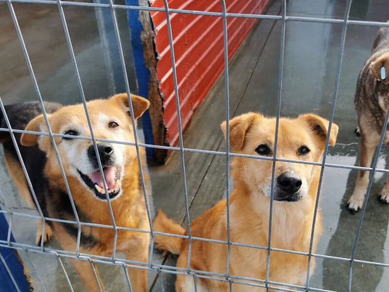 Sterilizări gratuite pentru câini și pisici în Slava Cercheză. Cum se fac programările