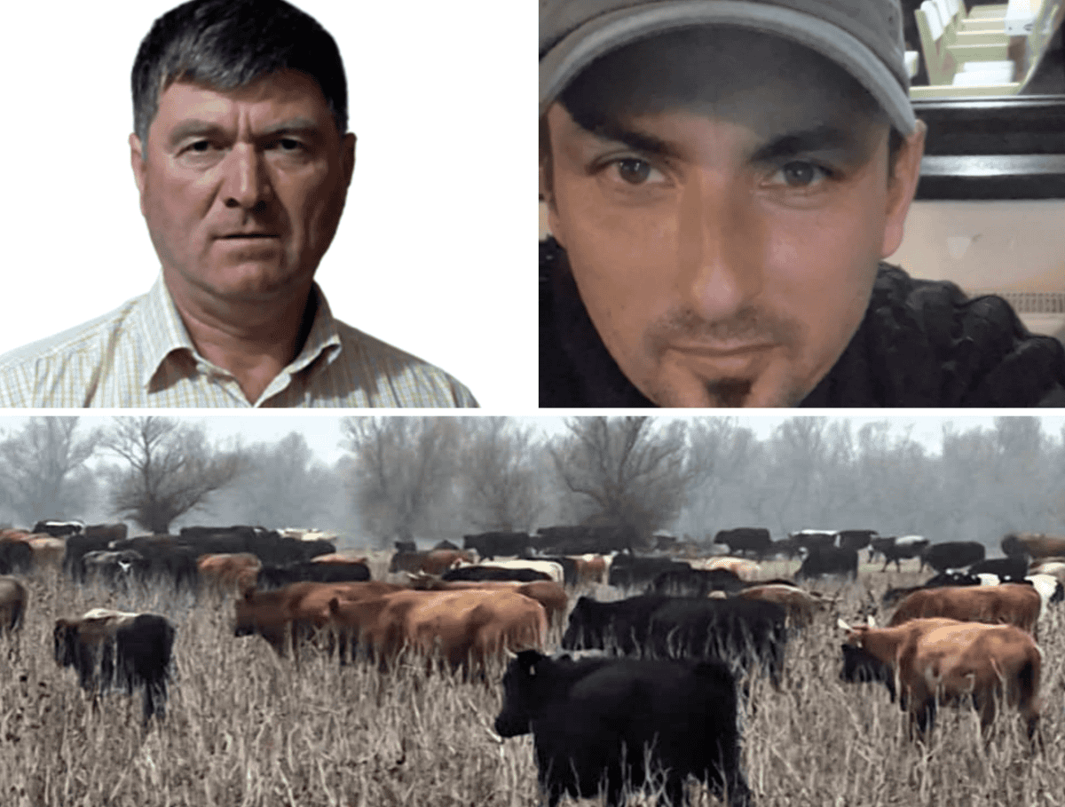 colaj pardina pocora calistrat vaci