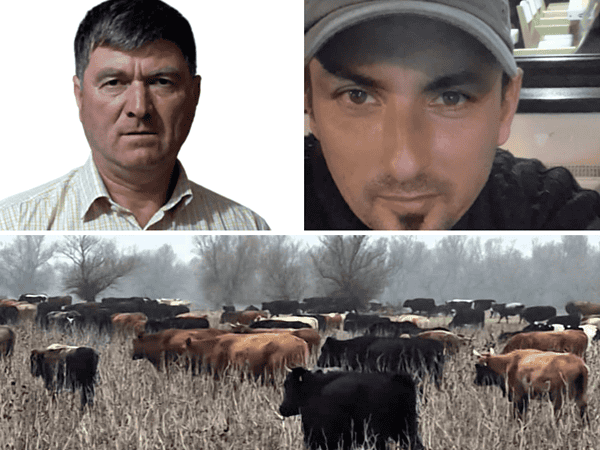 Scandal la Pardina! „1000 de vaci, haos și cadavre pe câmp!” – Calistrat contraatacă: „Minciuni ordinare și poliție politică!”/video+foto