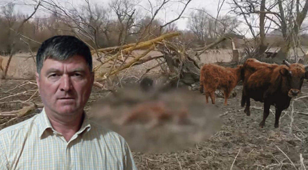 Situație gravă la Pardina: peste 20 de vaci, găsite moarte pe pășune. Primarul avertizează: „Apa din Dunăre poate fi contaminată” și face apel la autorități / foto-video