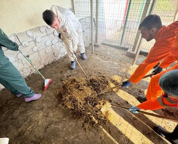 cucu curatenie grajd