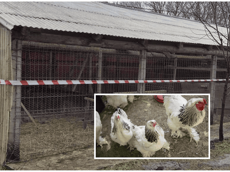 Cel mai grav focar de gripă aviară din ultimii ani în Tulcea: peste 278 de păsări, afectate la Mănăstirea Saon