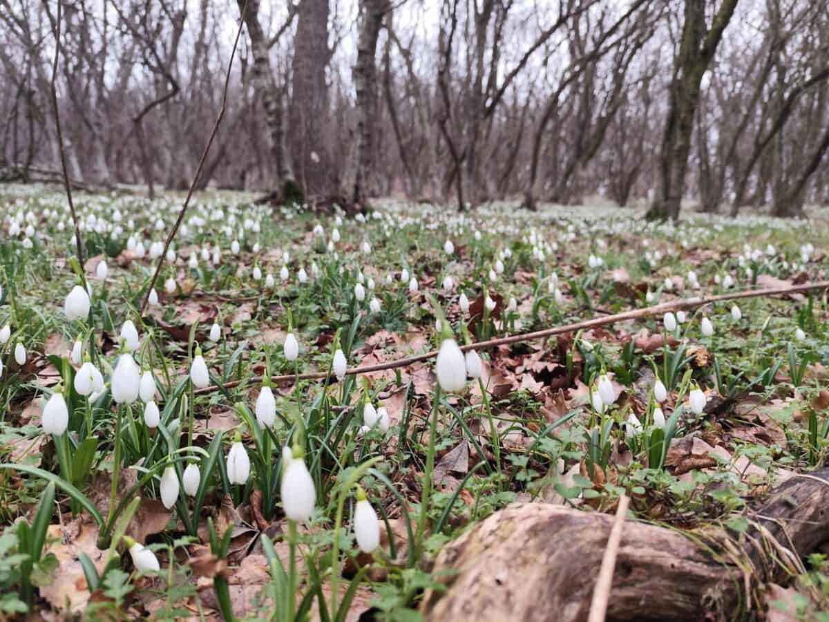 Februarie cu miros de primăvară: ghiocei și viorele, surprinși în pădurile Babadag / foto