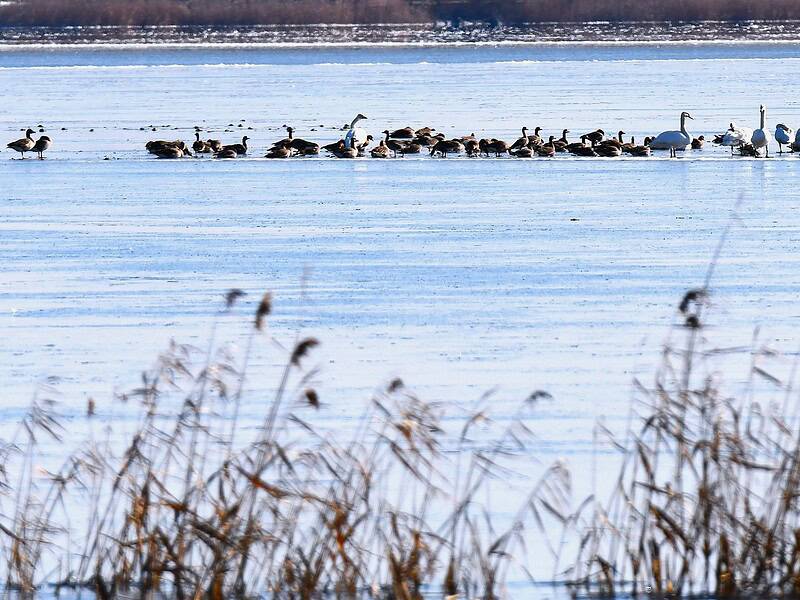 Recensământul păsărilor de apă a început în Delta Dunării: zone-cheie, verificate în detaliu / foto-video