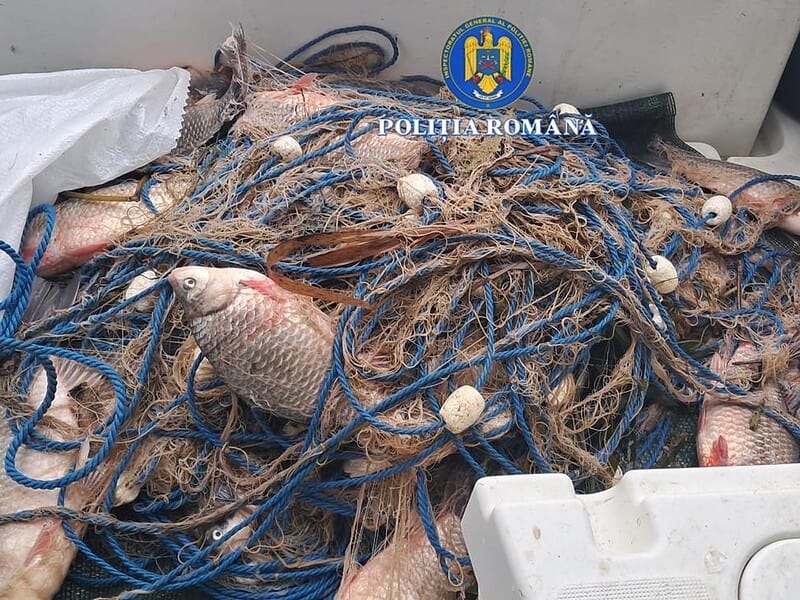 DESCINDERE ! Plase ilegale de aproape 2 kilometri, descoperite la un presupus braconier din Iazurile, comuna Valea Nucarilor
