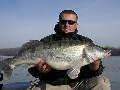 Delta Dunării, sub presiune ecologică: zeci de milioane de icre de șalău „injectate” în Razim-Sinoe pentru a salva o specie-cheie