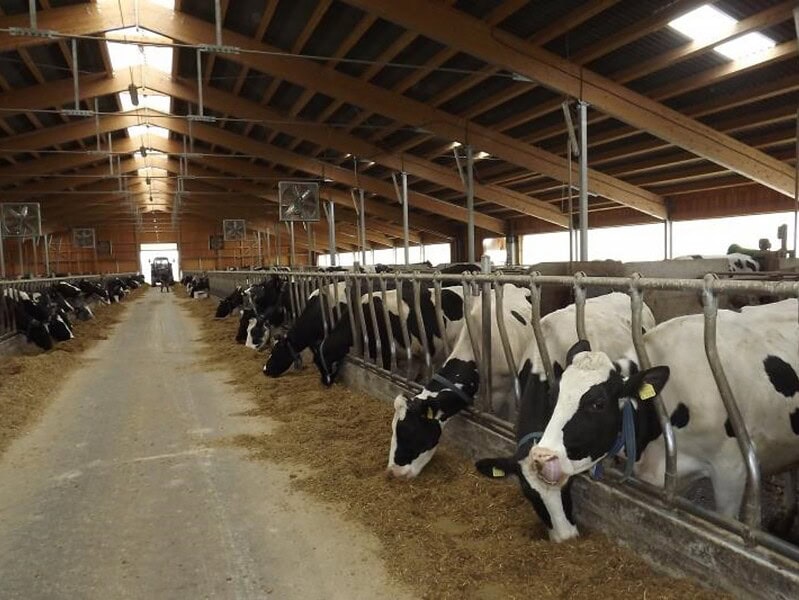 Subvenția pentru bovine va fi aplicată după reguli noi în conformitate cu cerințele europene