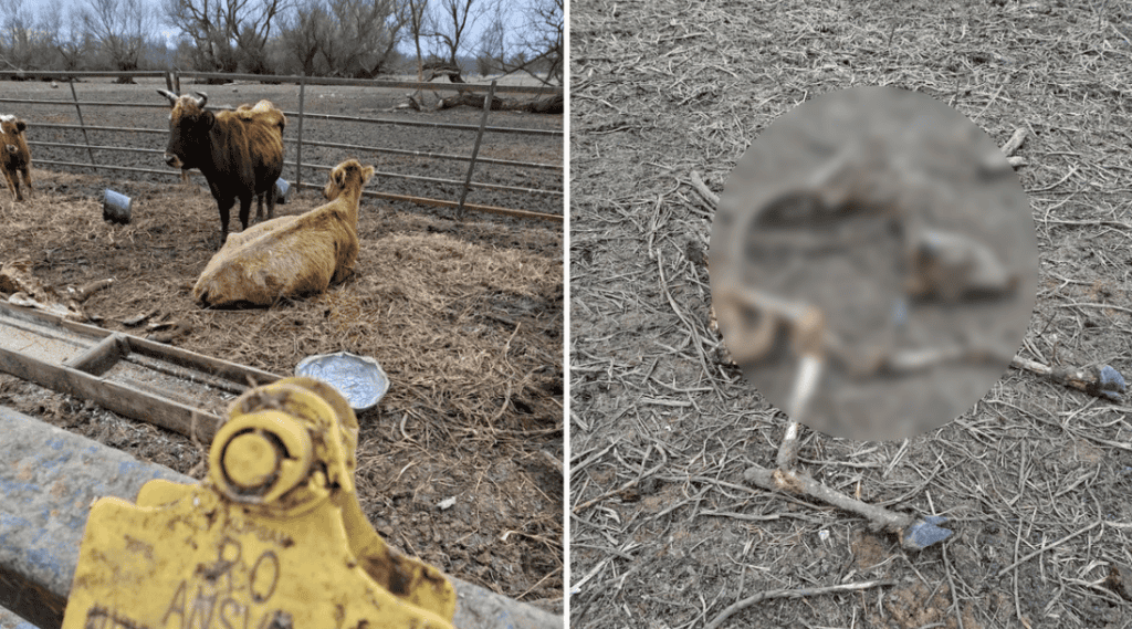 Coșmar într-o comună din Tulcea: vaci lăsate fără hrană, cadavre pe pășune și instanțe pline de dosare /foto