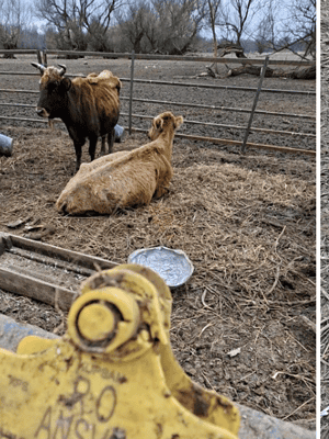 Coșmar într-o comună din Tulcea: vaci lăsate fără hrană, cadavre pe pășune și instanțe pline de dosare /foto