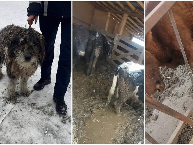 Suspiciuni de animale ținute în condiții grele în Tulcea. Poliția a salvat un câine găsit în frig / foto