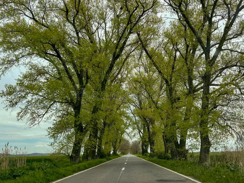 arbori in dobrogea copaci copacii de pe marginea drumului sunt verzi 277286043