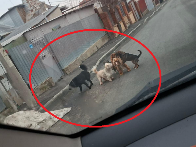 Fenomenul care scapă de sub control în Tulcea: câini cu stăpân, dar lăsați pe străzi / foto