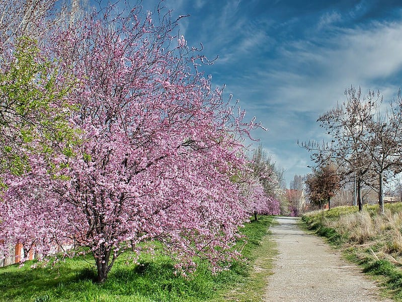 Estimările meteorologice pentru martie anunță zile calde și răciri surprinzătoare
