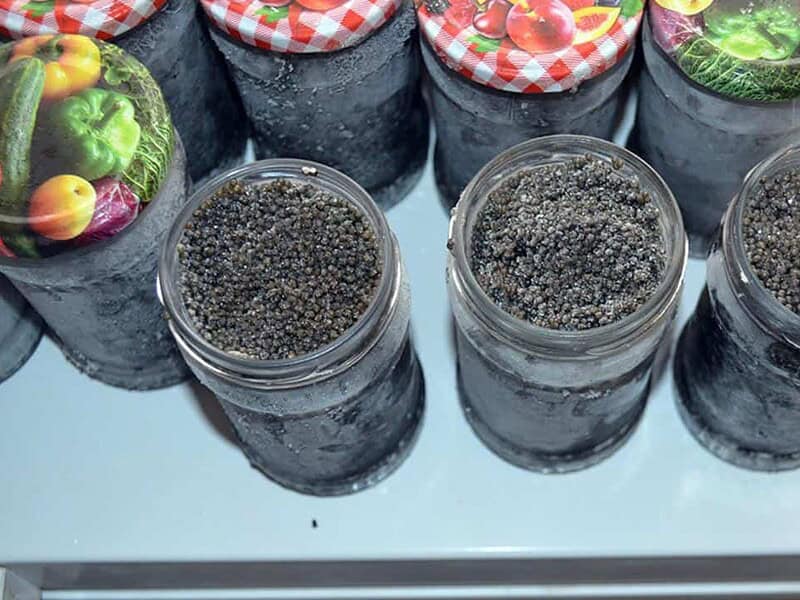 icre negre perchezitii