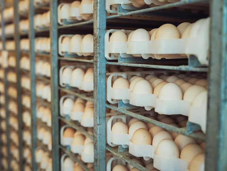 România devine exportator major de ouă în UE cu livrări record și investiții în procesare
