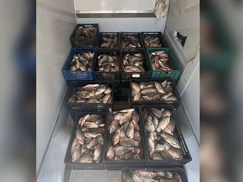 Captură uriașă de pește braconat, descoperită aproape de Delta Dunării. Aproape 800 kg de caras urmau să ajungă pe piață cu acte false/VIDEO