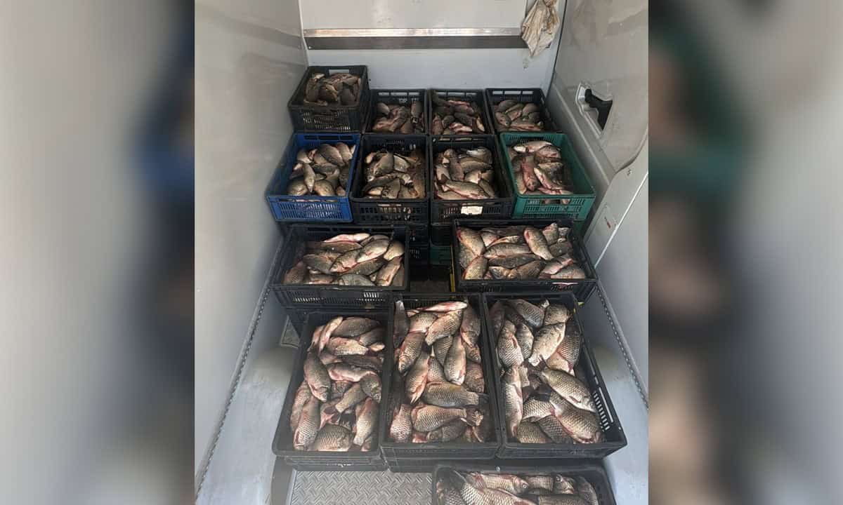 Captură uriașă de pește braconat, descoperită aproape de Delta Dunării. Aproape 800 kg de caras urmau să ajungă pe piață cu acte false/VIDEO