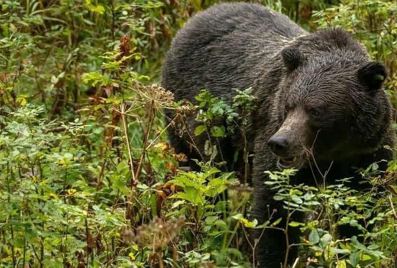 Alertă pe Transfăgărășan: turist bulgar mușcat de urs