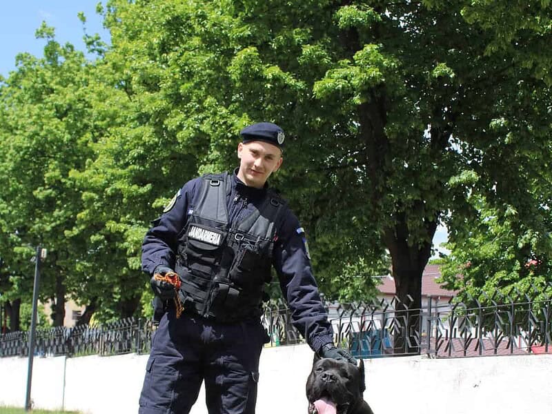 Ben, câinele Cane Corso de un an al Jandarmeriei Tulcea, începe antrenamentele: va fi dresat la Centrul Chinologic din Sibiu / foto