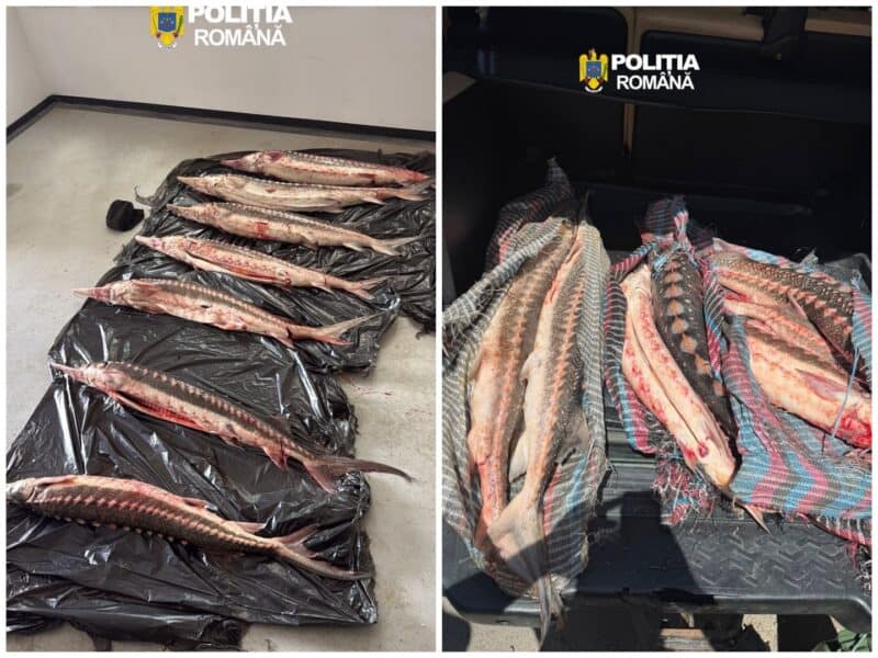 Captură  în portbagaj: șapte sturioni, găsiți de polițiști într-o mașină oprită la Măcin