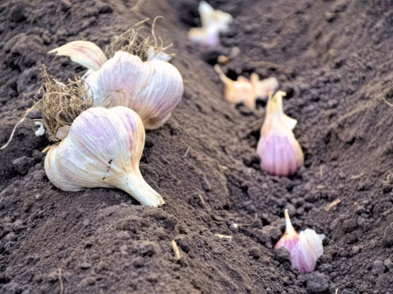 cultivare usturoi