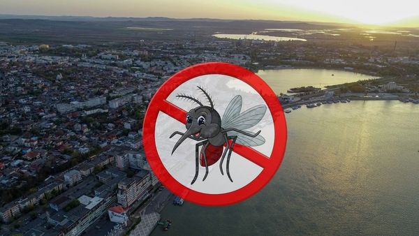 Țânțarii, luați la țintă în Tulcea! Încep de mâine tratamentele masive de dezinsecție în tot orașul