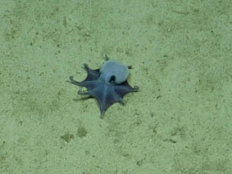 O nouă specie de caracatiță descoperită în adâncurile oceanului: are o culoare rar întâlnită
