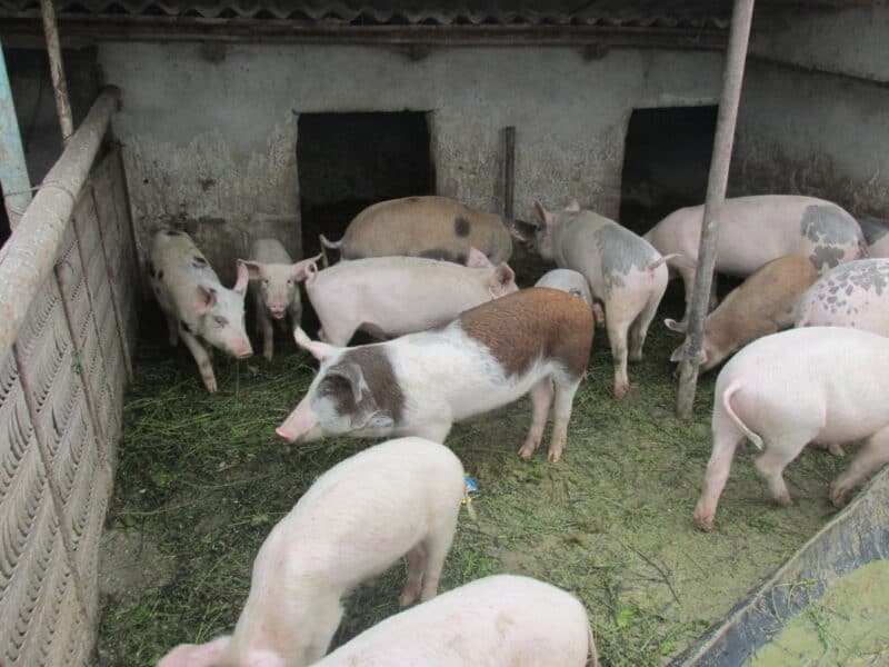 Ajutor nou de la stat pentru crescătorii de porci: se acordă până la 20 de euro per animal