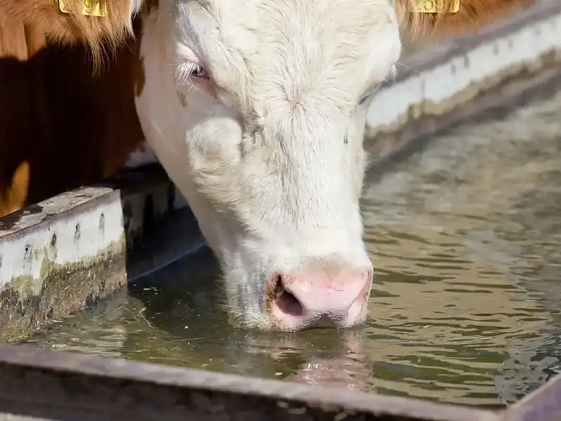cata apa bea o vaca canicula scaled 1