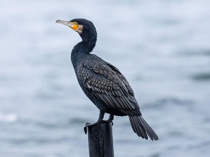 dosar penal dupa ce un cormoran a fost gasit cu o coarda legata de gat in delta dunarii 1078284