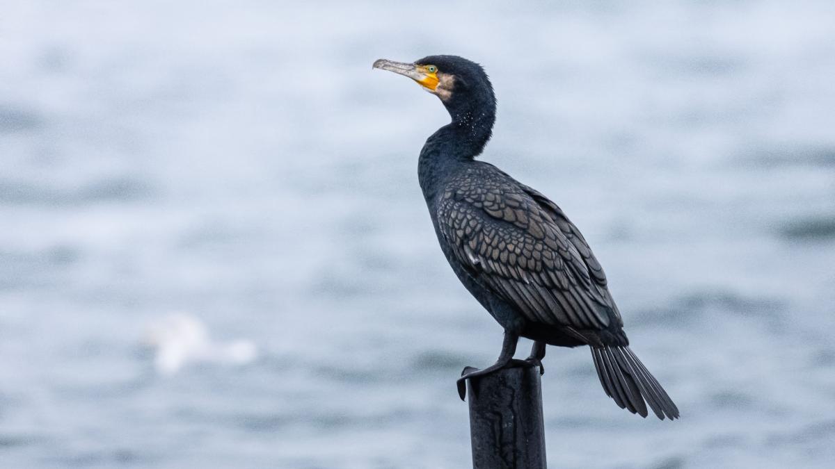 dosar penal dupa ce un cormoran a fost gasit cu o coarda legata de gat in delta dunarii 1078284