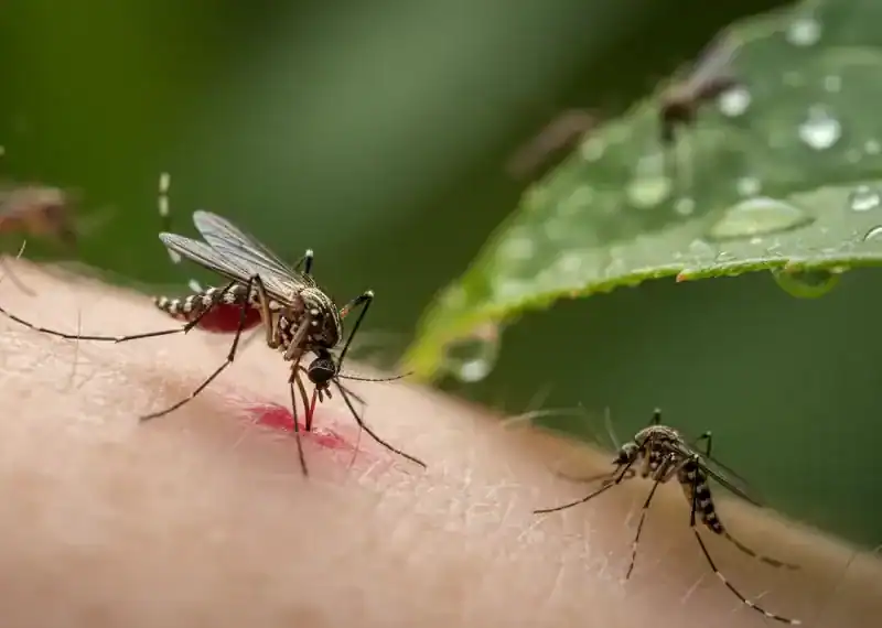 Google cere aprobarea pentru eliberarea a 32 de milioane de țânțari modificați biologic