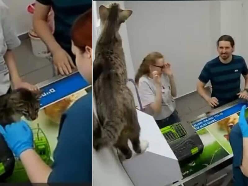 O pisică speriată a devastat o clinică veterinară din Israel și s-a refugiat în tavan