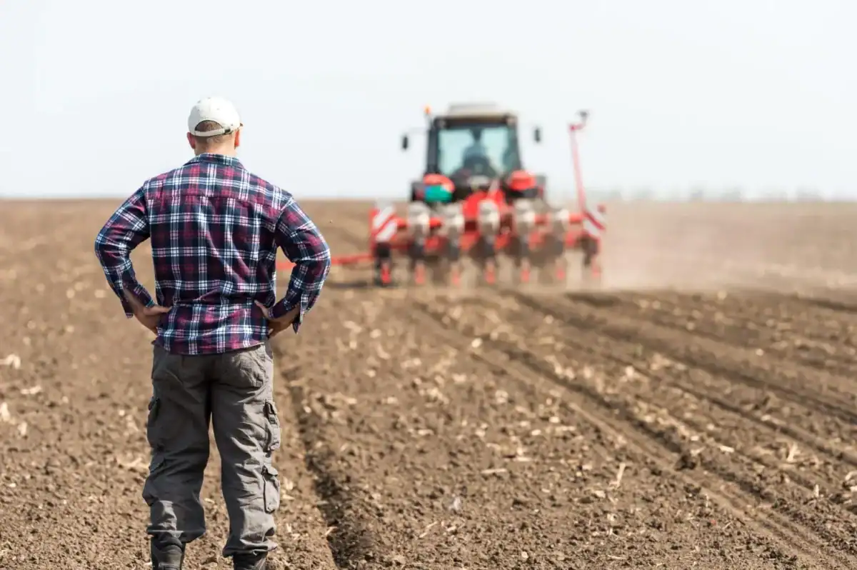 Seceta schimbă agricultura României, fermierii renunță la porumb și mizează pe grâu și rapiță
