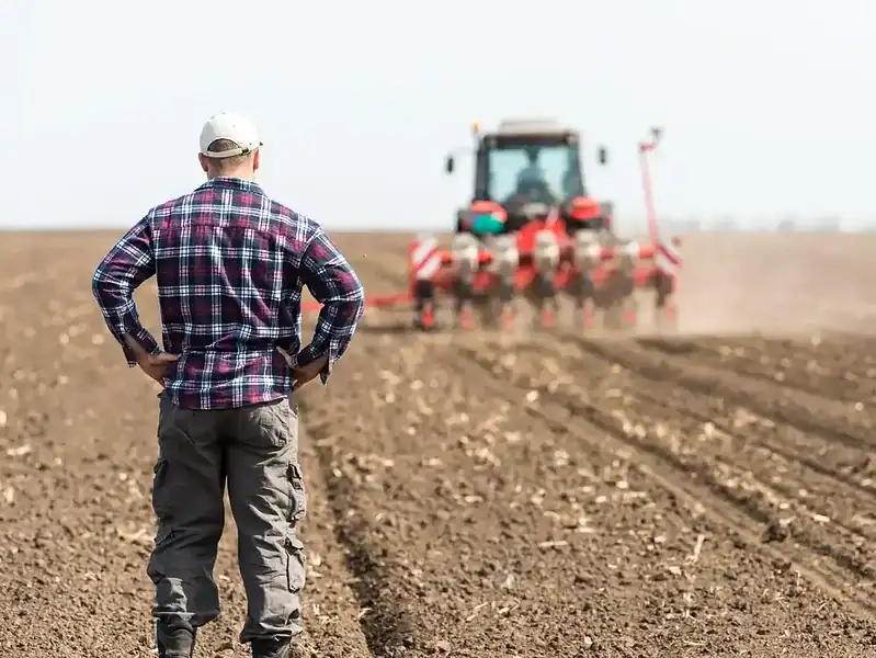 Seceta schimbă agricultura României, fermierii renunță la porumb și mizează pe grâu și rapiță