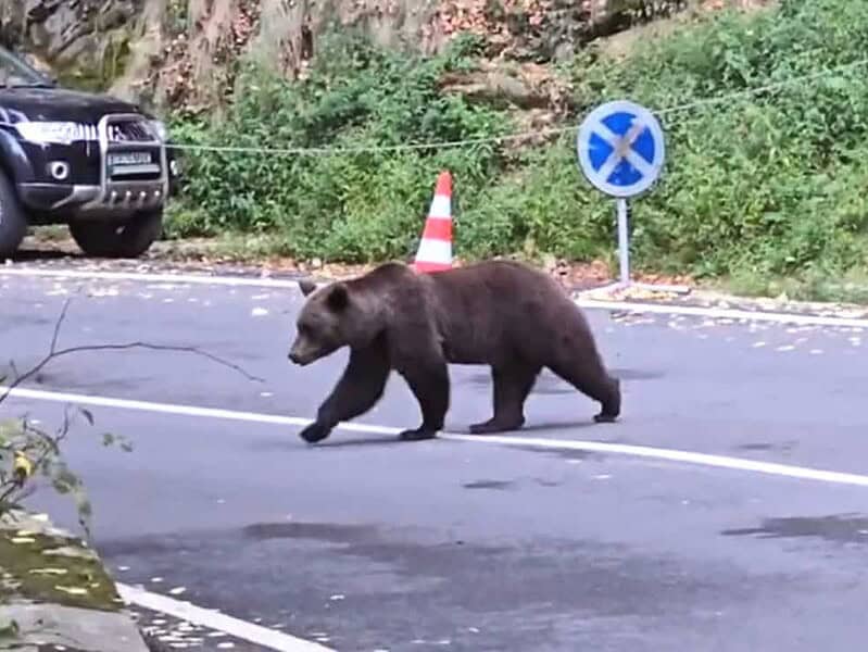 Vacanță transformată în coșmar: turiști străini atacați și răniți de urși, pe Transfăgărășan