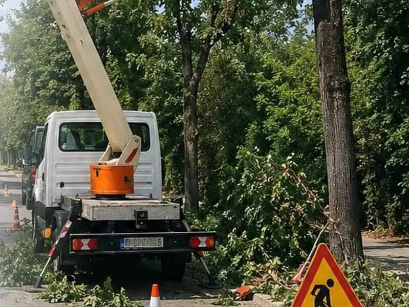 Se toaletează arborii de pe strada Podgoriilor din Tulcea. Restricții de circulație