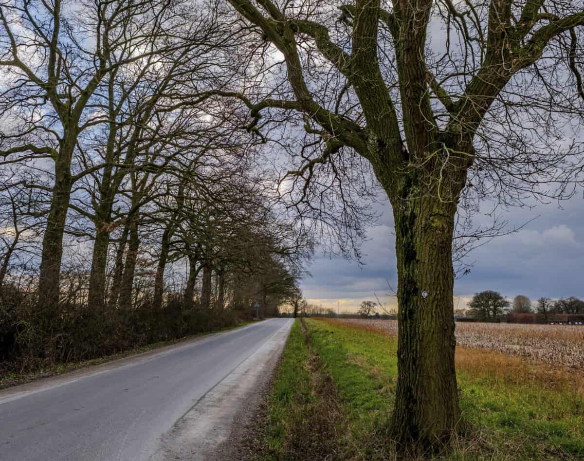 CJ Tulcea scoate la vânzare 2.899 de arbori: unde vor începe tăierile