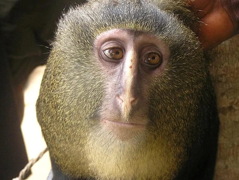 O nouă specie de maimuță, confirmată în pădurile din Republica Democrată Congo