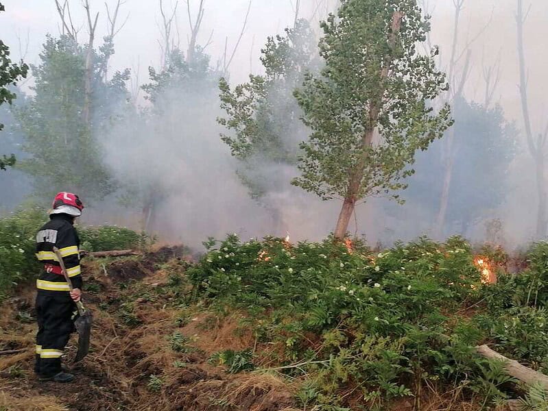 incendiu padure 2 Rachelu