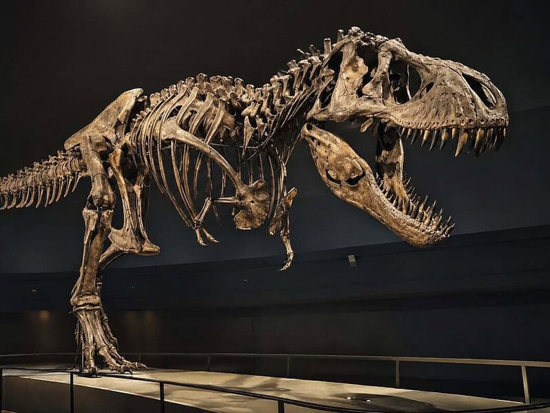 Schelet de Tyrannosaurus rex expus într-un muzeu