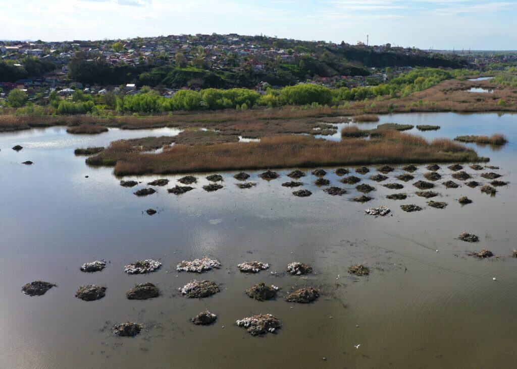Spectacol la marginea Tulcei: Sute de pelicani au revenit în micro - Delta Zaghen / foto