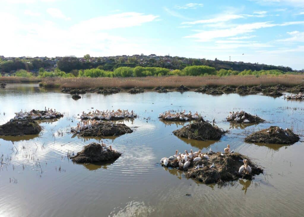 Spectacol la marginea Tulcei: Sute de pelicani au revenit în micro - Delta Zaghen / foto