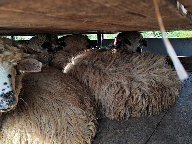 Transport „fantomă” spre Babadag: 50 de oi fără acte și crotalii, oprite în Vaslui / foto