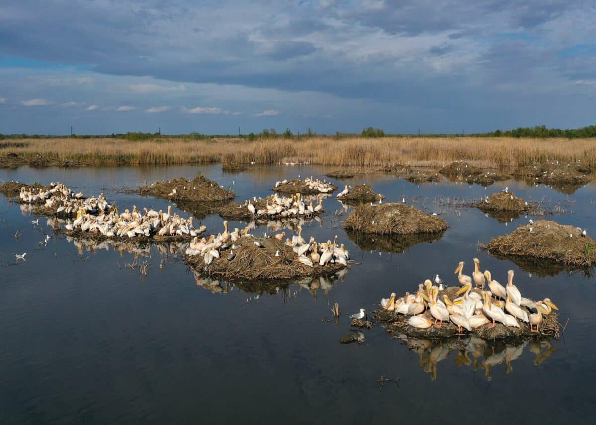 Spectacol la marginea Tulcei: Sute de pelicani au revenit în micro – Delta Zaghen / foto