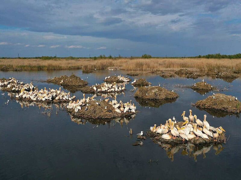 Spectacol la marginea Tulcei: Sute de pelicani au revenit în micro – Delta Zaghen / foto