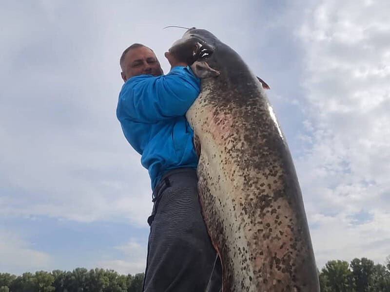 „Monstrul” Dunării, scos la suprafață! O nouă captură spectaculoasă pentru un tulcean / video