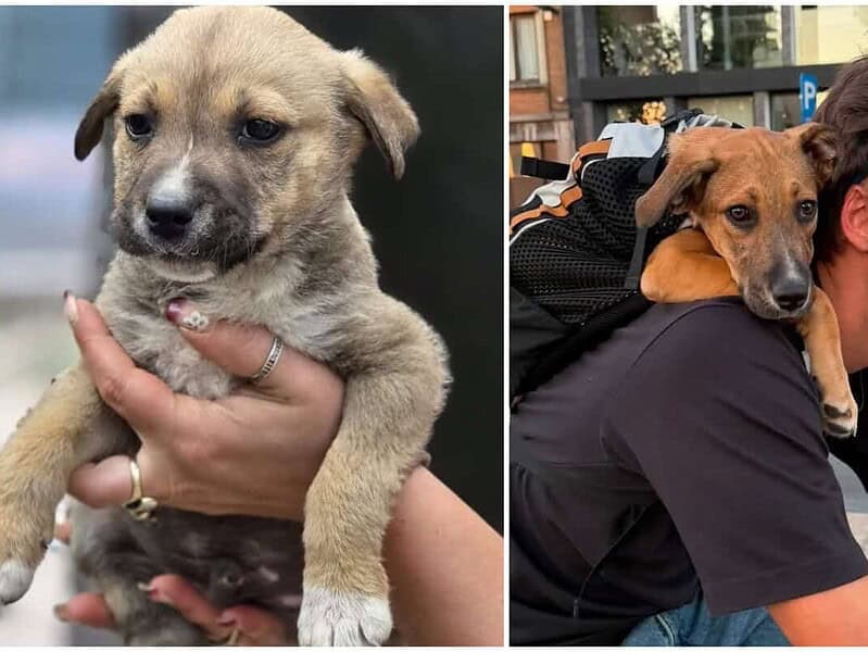 Un cățel abandonat în Tulcea a primit șansa la o viață nouă. Acum e de nerecunoscut / foto